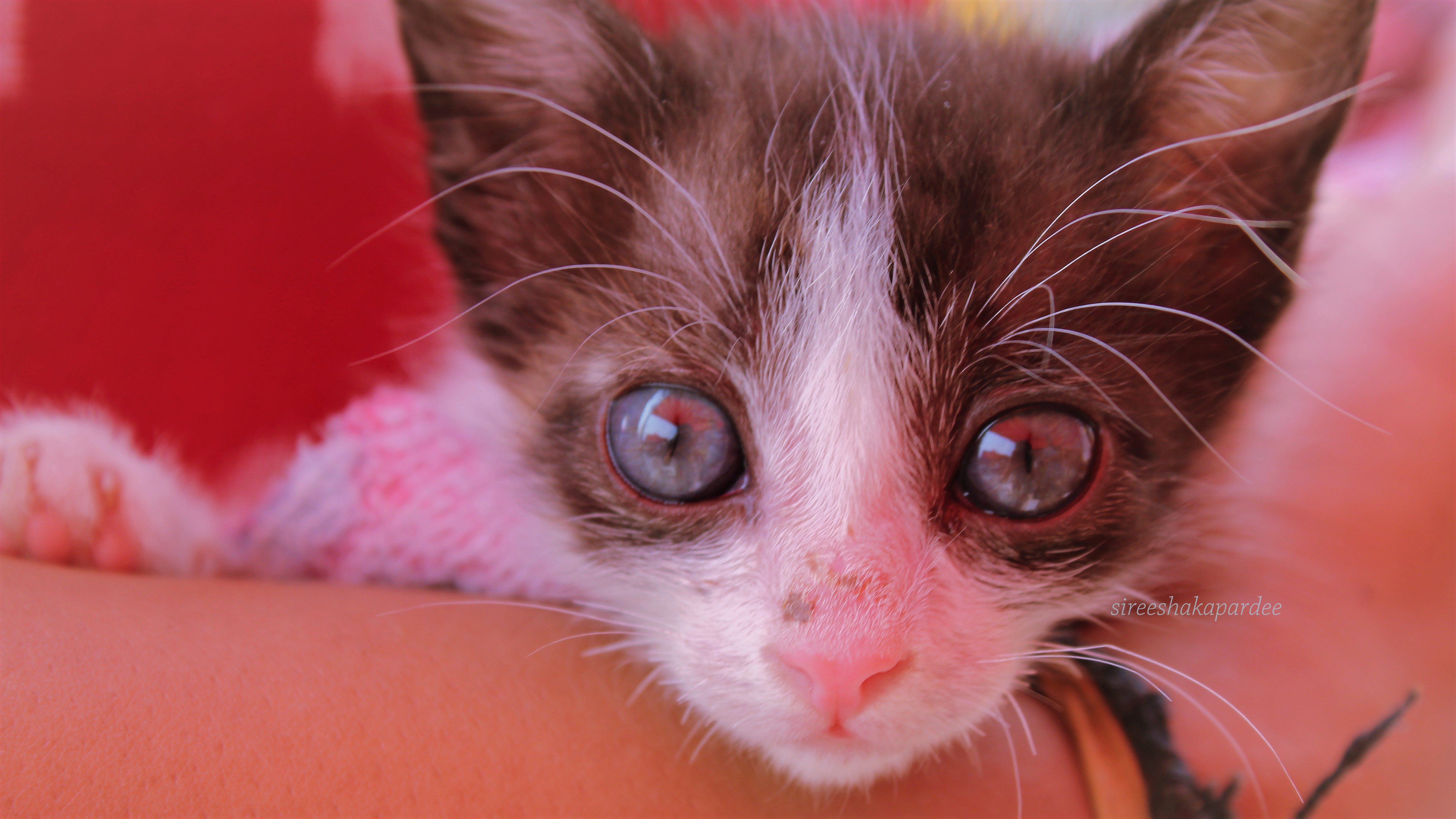 Feline Urticaria Pigmentosa | BASEPAWS | SKIN CARE | CAT 